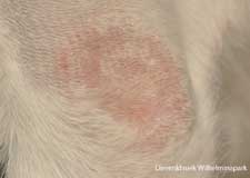Een schimmel infectie bij de kat. Ringworm bij de kat.